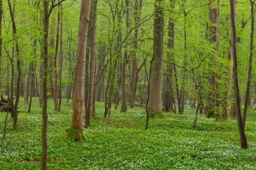 WALD-deep green-Ash-tree